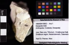 Foto (Objket + Etiketten) von Decapoda indet. 